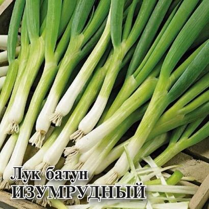 Лук батун Изумрудный (Сотка)