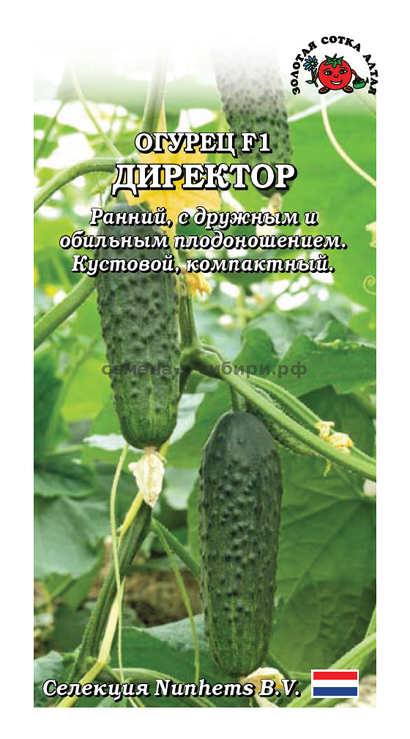 Огурец Директор F1 (Сотка) Голландия