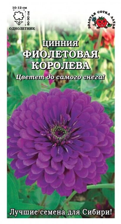 Цинния Фиолетовая королева (Сотка)