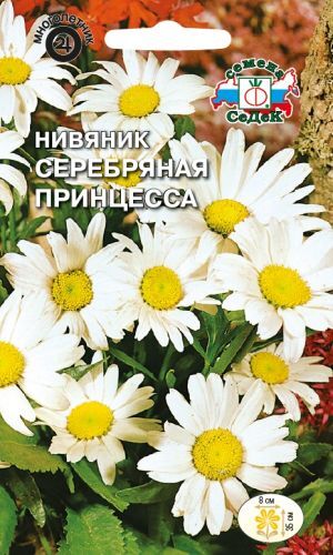 Нивяник Серебрянная принцесса (хризантема) низкорослый (Седек)