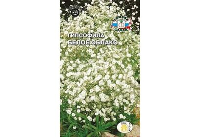 Гипсофилла Белое облако (Седек)