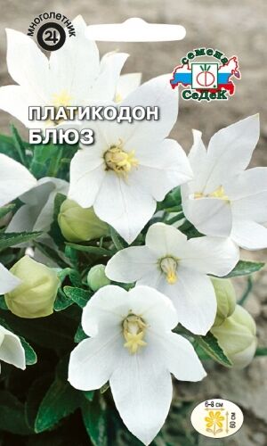 Платикодон Блюз (Ширококолокольчик) (Седек)