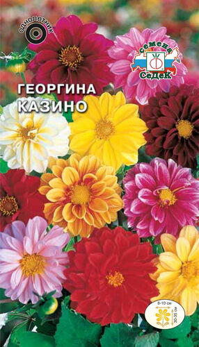 Георгина Казино (низкоросл.,махр.,смесь) (Седек)