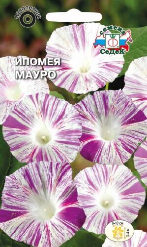 Ипомея Мауро пурпурная (Седек)