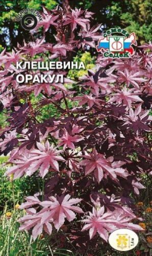 Клещевина (Рицинус) Оракул обыкновенная (Седек)