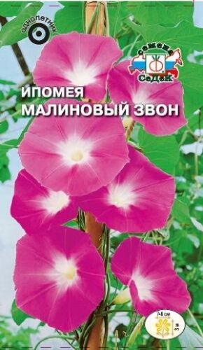 Ипомея Малиновый звон малиновая (Седек)
