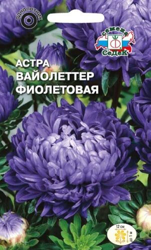 Астра Вайолеттер фиолетовая (Седек)