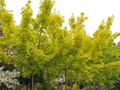 Клён остролистный "Princeton Gold"