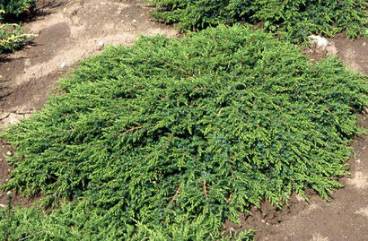 Можжевельник обыкновенный "Green Carpet"