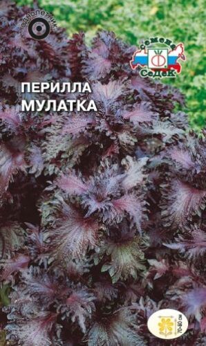 Перилла Мулатка кустарниковая (Седек)