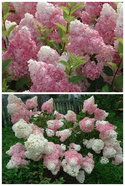 Гортензия метельчатая "Vanille Fraise"