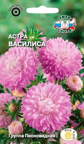 Астра Василиса (Седек)