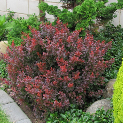 Барбарис тунберга "Atropurpurea Nana"