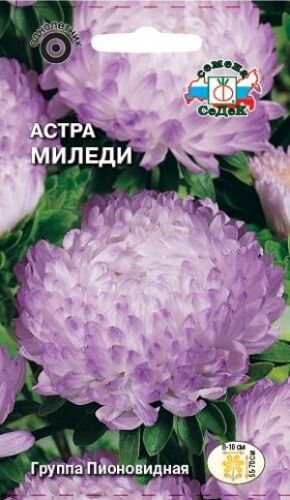 Астра Миледи пионовидный (Седек)
