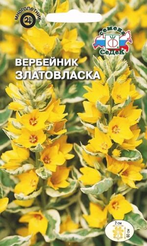 Вербейник Златовласка (Седек)