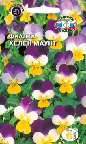 Фиалка Хелен Маунт рогатая (Седек)