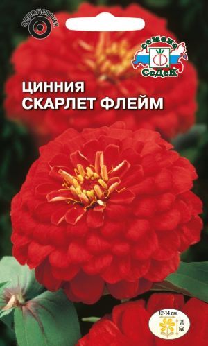 Цинния Скарлет Флейм георгиновидная (Седек)