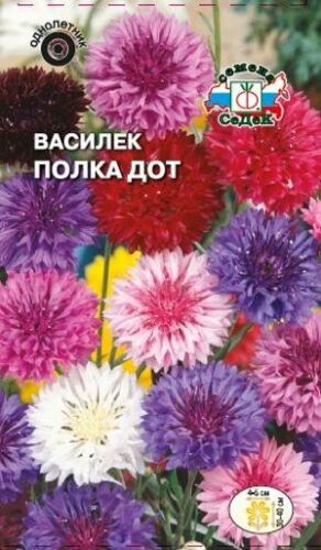 Василёк Полка Дот (карликовый, смесь) (Седек)