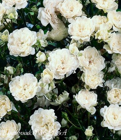 Роза "White Fairy" белая (почвопокровная)