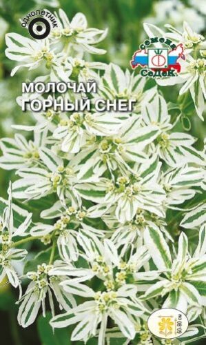Молочай Горный снег окаймлённый (Седек)