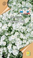 Ясколка Нежность (Седек)