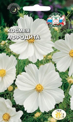 Космея Афродита дваждыперестая белая (Седек)