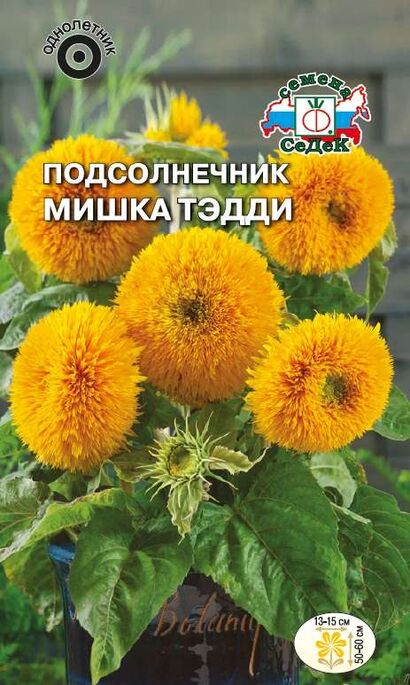 Подсолнечник Мишка Тэдди (Седек)