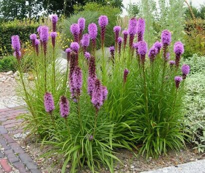Лиатрис колосковый "Floristan Violet"