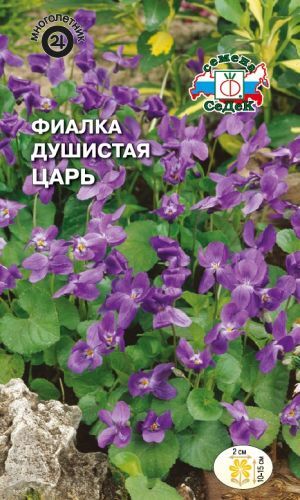 Фиалка Царь душистая (Седек)