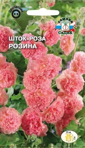 Шток- роза Розина (Седек)