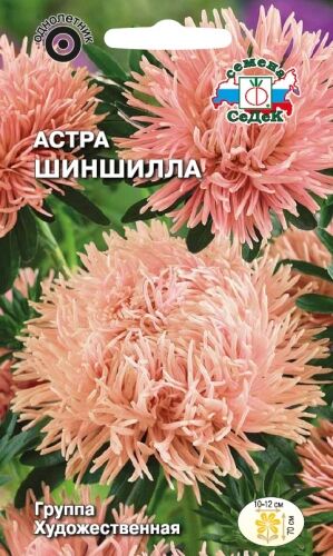 Астра Шиншила художественная (Седек)