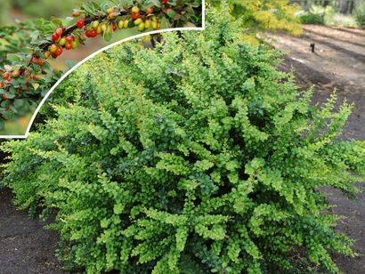 Барбарис тунберга "Green Ornament"