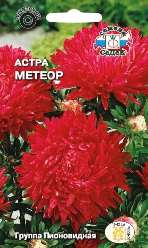 Астра Метеор пионовидный (Седек)