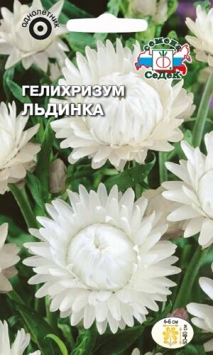 Гелихризум Льдинка прицветниковый (Седек)