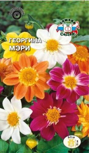 Георгина Мэри смесь (Седек)