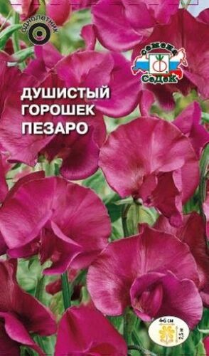 Душистый горошек Пезаро (Седек)