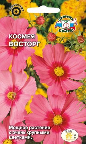 Космея Восторг дваждыперестая (Седек)