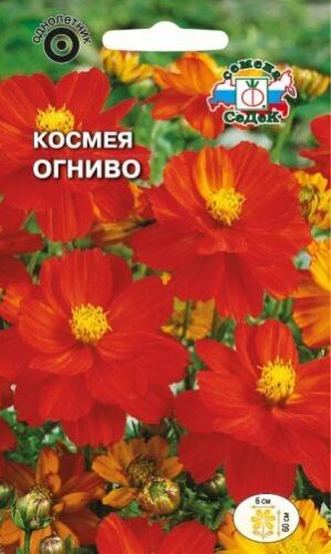 Космея Огниво (Седек)