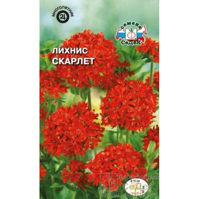 Лихнис Скарлет (Седек)