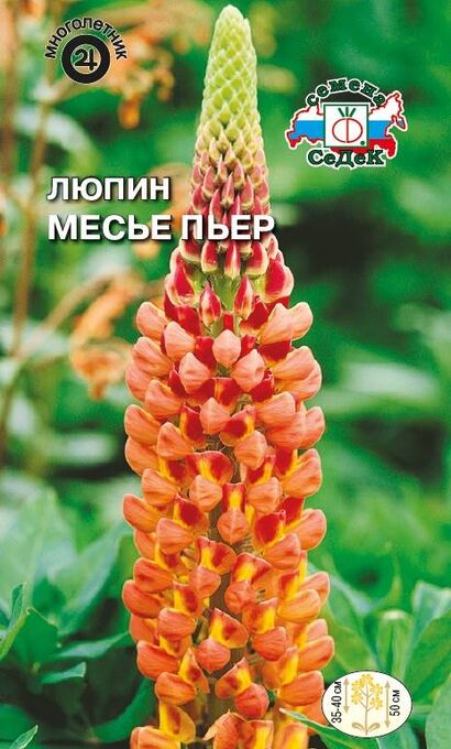 Люпин Месье Пьер многолетник (Седек)