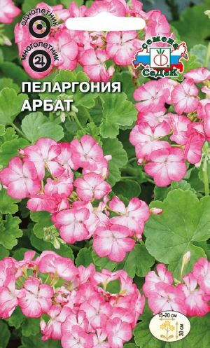 Пеларгония (герань) Арбат (Седек)