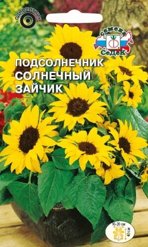 Подсолнечник Солнечный зайчик (Седек)
