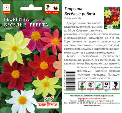 Георгина Весёлые ребята (Сотка)