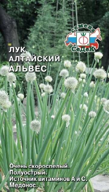 Лук Альвес алтайский (многолетний) (Седек)