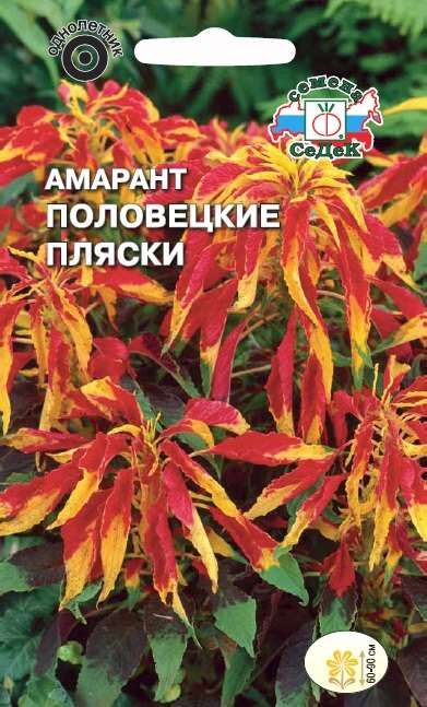 Амарант Половецкие пляски (Седек)