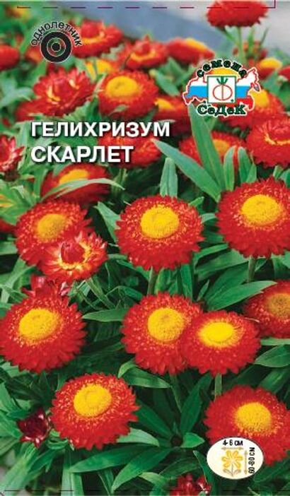 Гелихризум Скарлет прицветниковый (Седек)