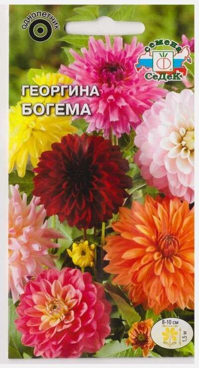 Георгина Богема декоративная смесь (Седек)
