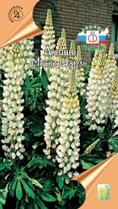 Люпин Месье Шарль многолетник (Седек)