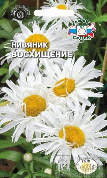 Нивяник Восхищение (хризантема) (Седек)