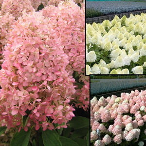 Гортензия метельчатая "Magical Sweet Summer"